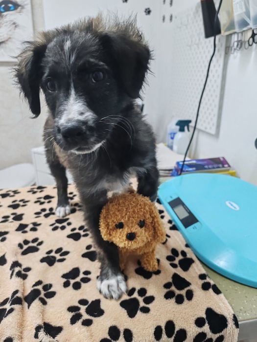 Мъжко кученце на 3 месеца, търси спешно дом или приемна грижа