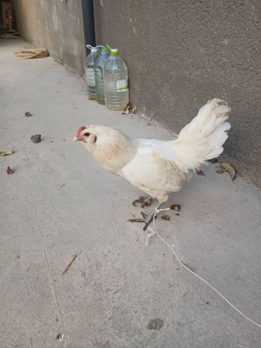 Инкубационные яйца