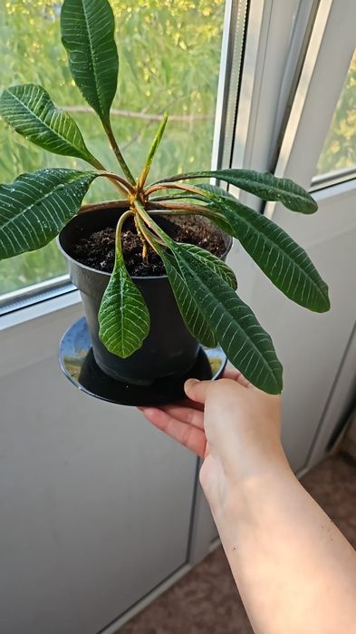 Комнатные молочай 5000тг