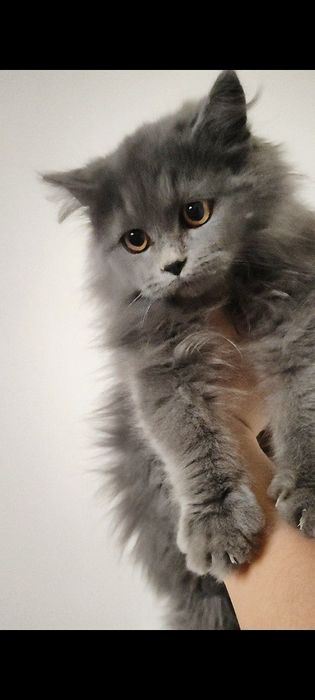 Skottish strayt mushukchalari