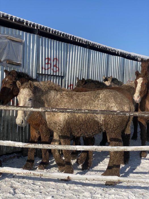 Жабдыққа қатымға жылқылар