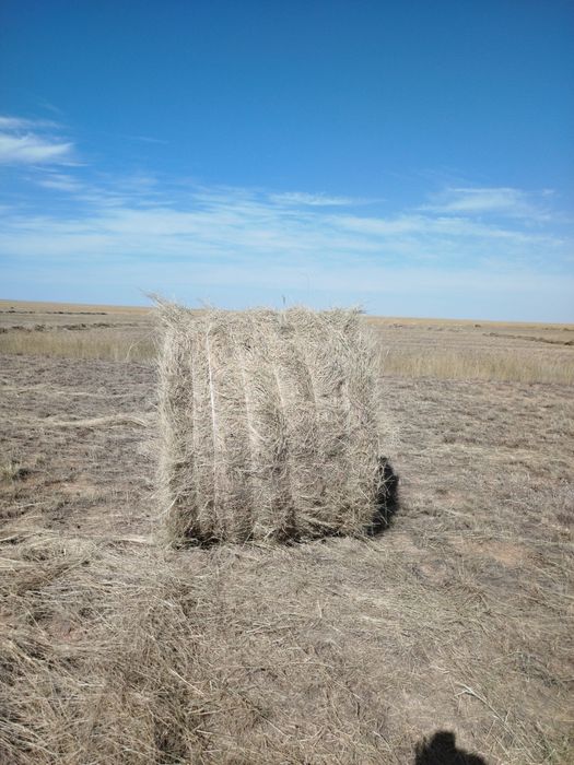 Продам тюг житняк