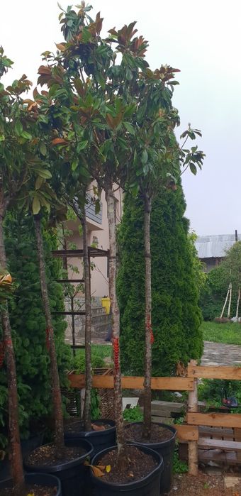 Magnolie grandiflora salcam robinia catalpa prunus pissardi