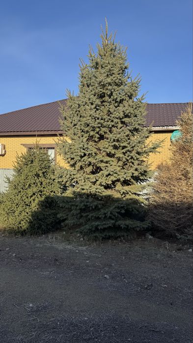 Продам Ёлку от 200.000тг
