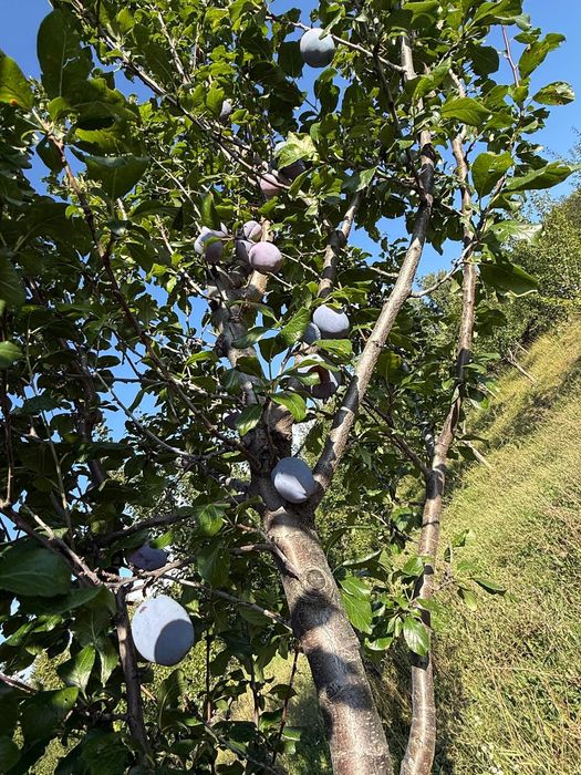 Prune de vânzare!