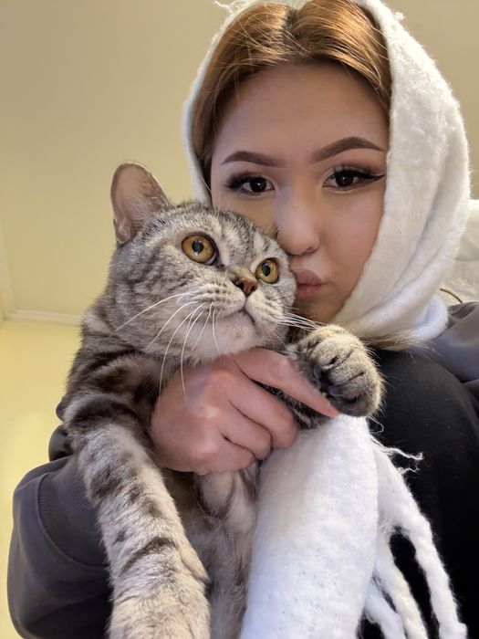 Котята домашние