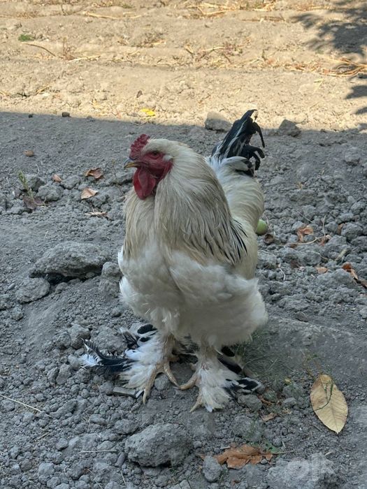 Brama tovuqlar sotiladi