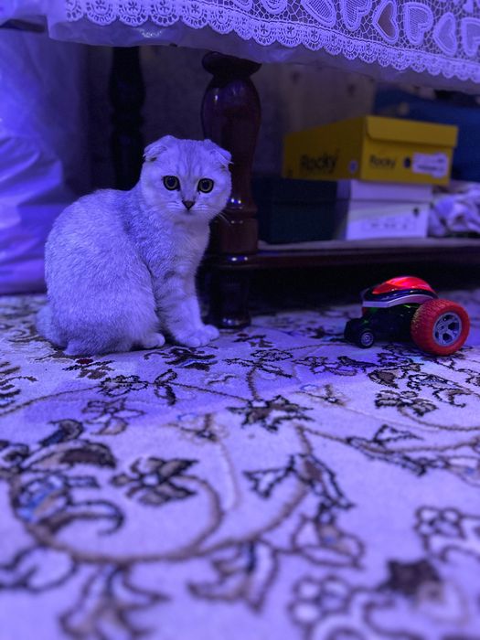 Диёр2017Биллура2015