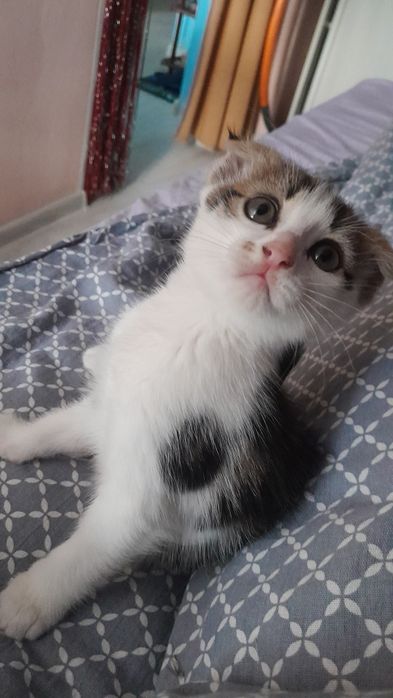 Отдам котенка вислоушку