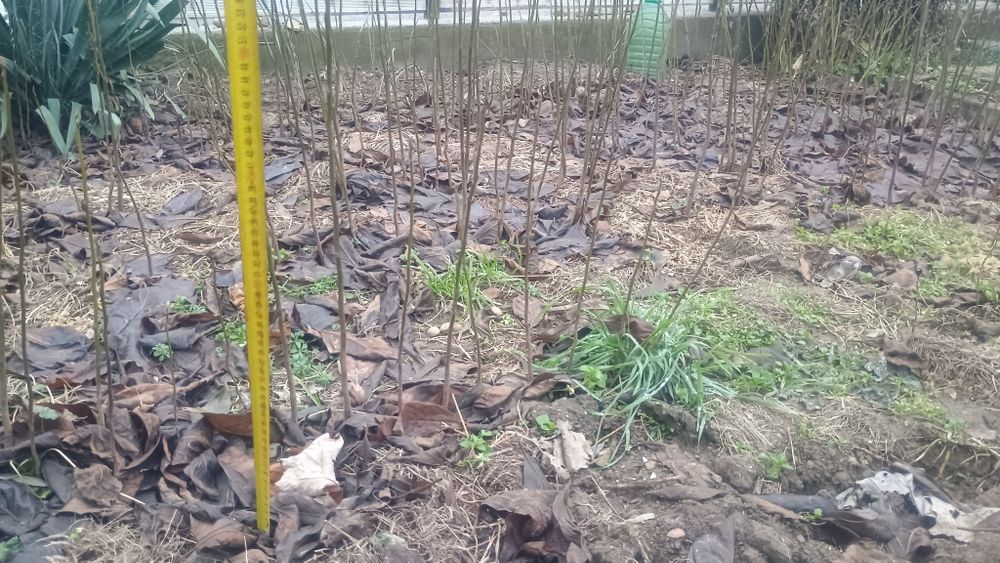 Portaltoi kaki (Diospyros lotus) rădăcina nudă