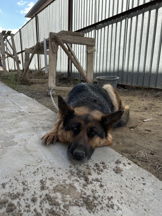 продам овчарка немецкая