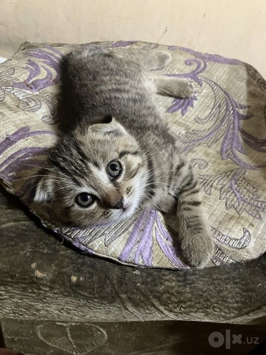 Котенок веслоухая