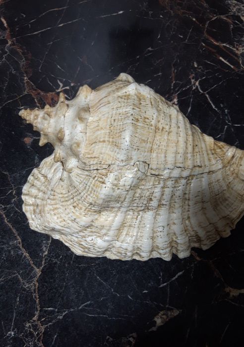 Продам ракушку Куба