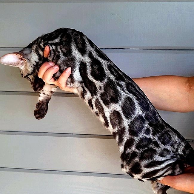 SILVER BENGAL kittens . Котята Серебро