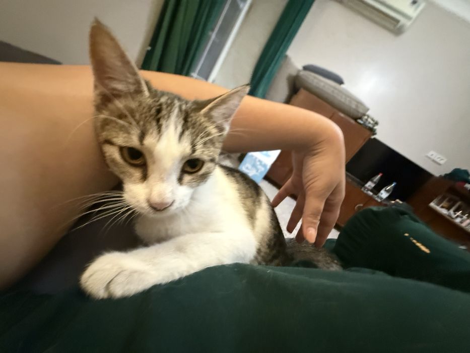 Котенок Амура в любящие руки