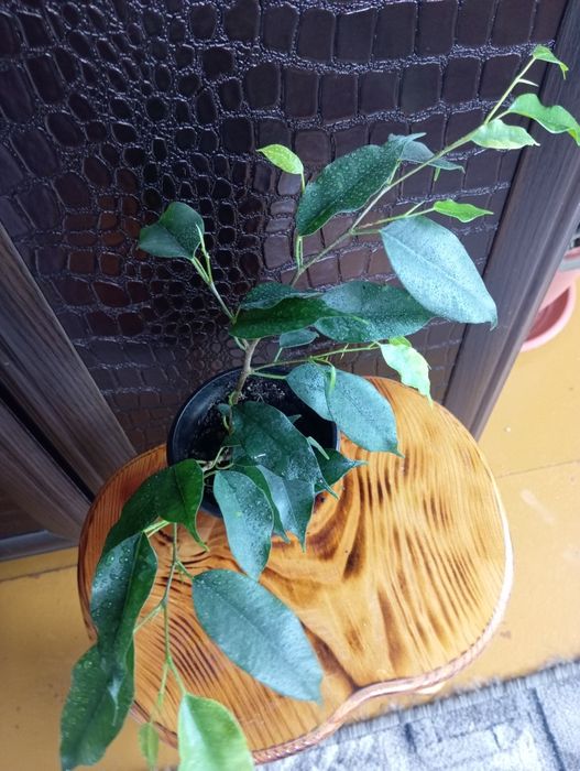 Комнатные растения