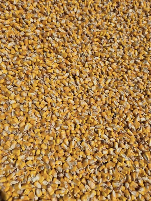 Grau, porumb, floarea soarelui, uruiala, baloti de paie!!!