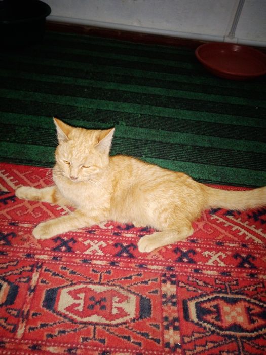 Mushuk bor + dastavka