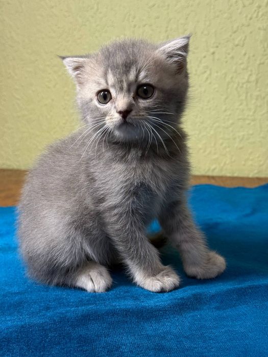 Котята скоттиш фолд