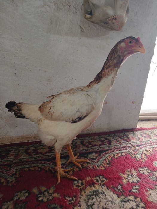 Продам курей доконов