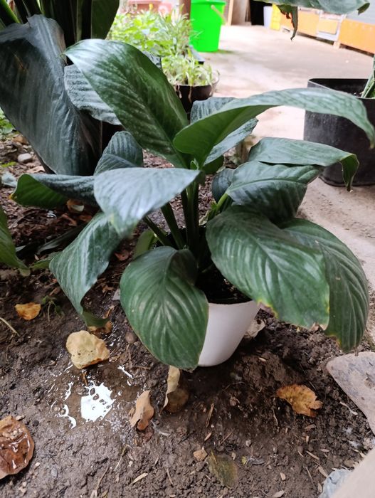 Спатифилум сенсация подростки в 2х и 3х литровых горшках