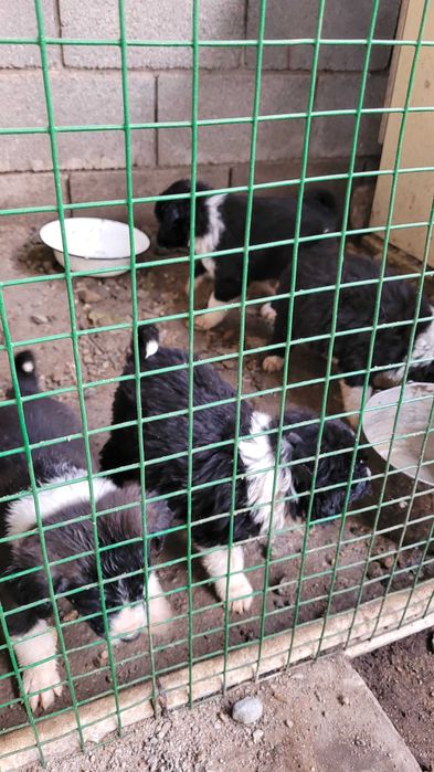 Щенки от мамы лабрадора