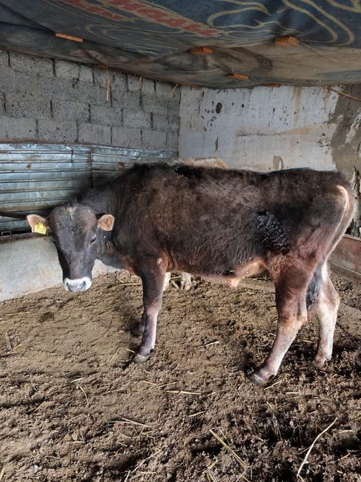 Продам бычков, породистых