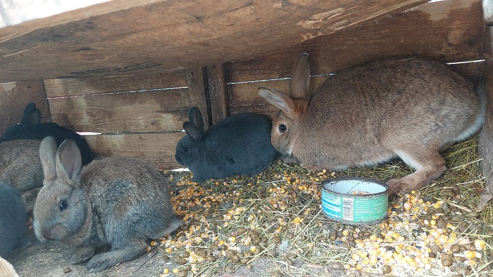 Vand iepuri, femela de anul trecut cu 6 pui