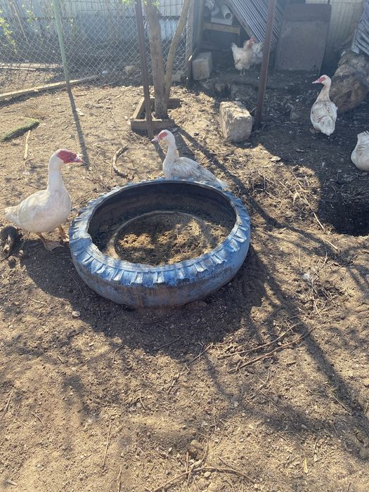 Продам домашних молодых индоуток