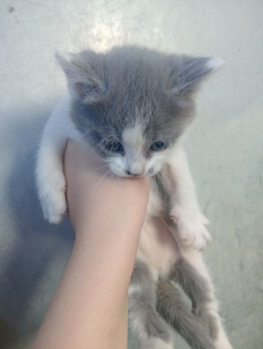 В добрые руки котята