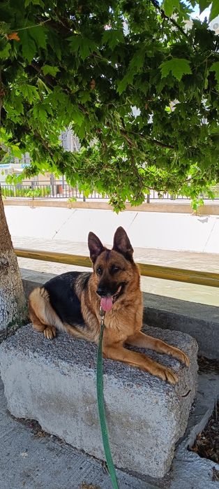 Выгулим ваших любимчиков в любое удобное для вас время