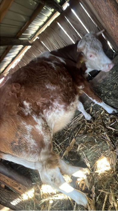 Vand juninca baltata romaneasca