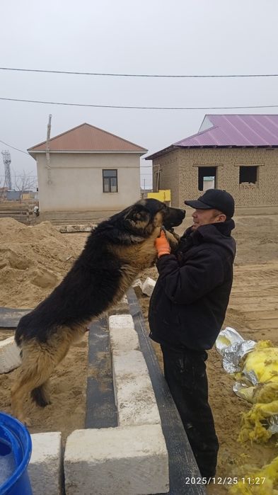 Овчарка Сатылады Срочно