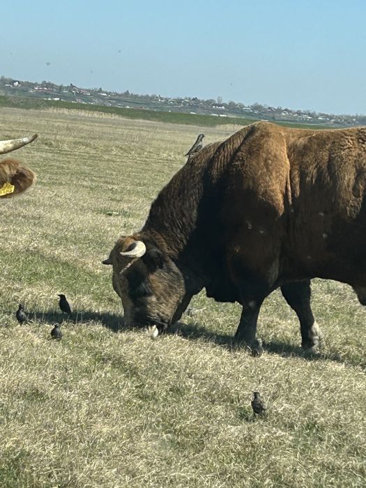 Vand taur aubrac varsta 7 ani