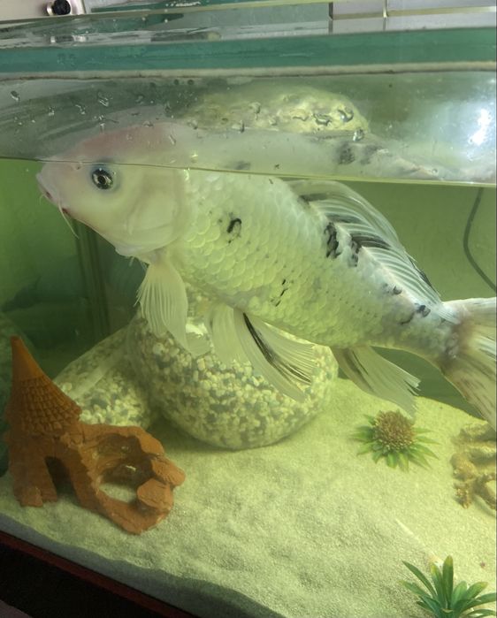 Продам карпа кои