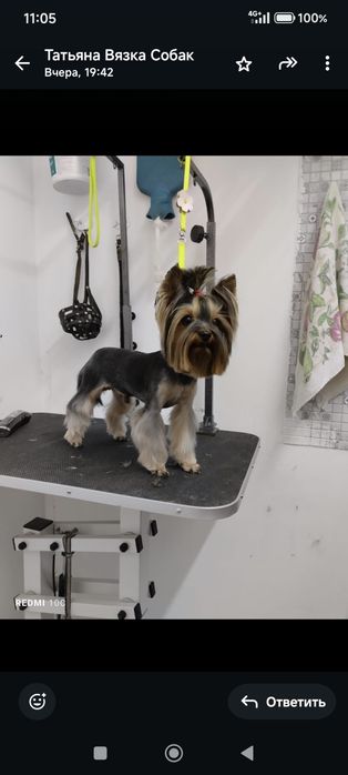 Йоркширский терьер