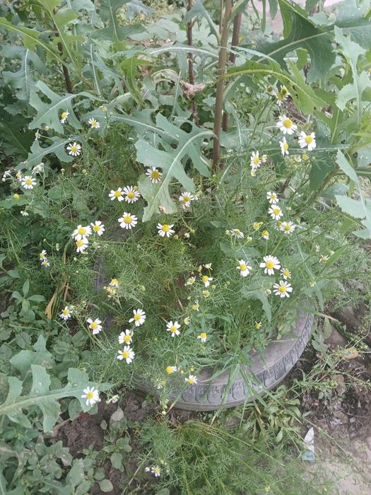 Продаются ромашки