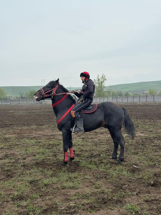 Продам лошадей двух жеребцов