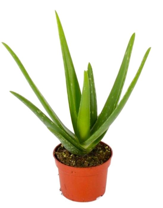 Комнатные растения, цветы для дома, офиса