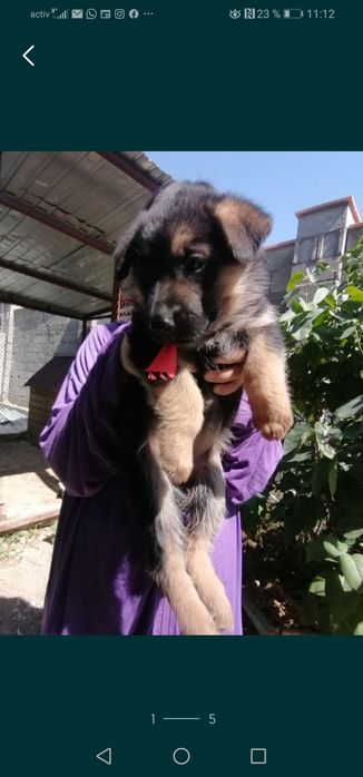 Вязка.  Молодой кобель. Не продажа!!!