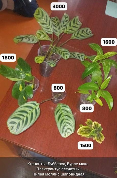 Отростки и цветочки