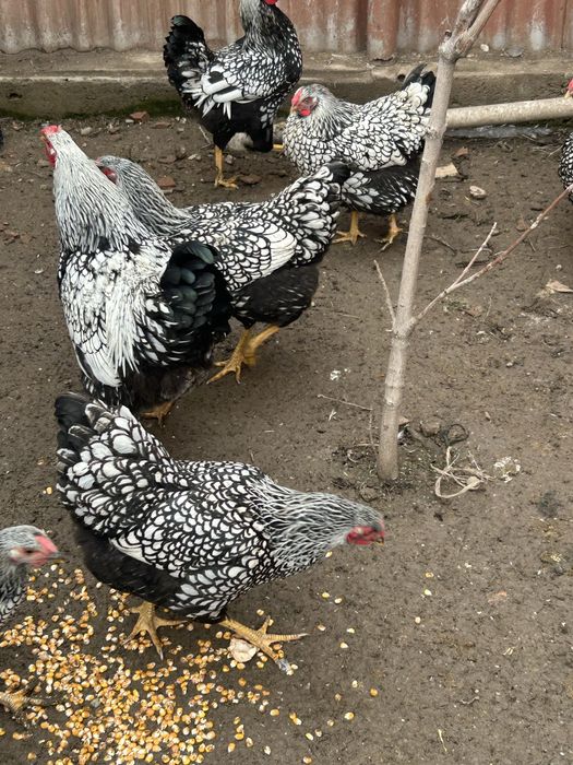 Виандот яйца инкубационные