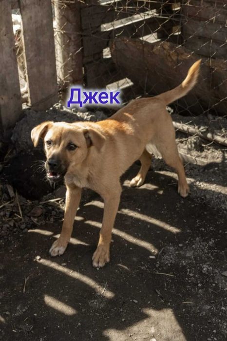 Дарю в добрые и ответственные руки