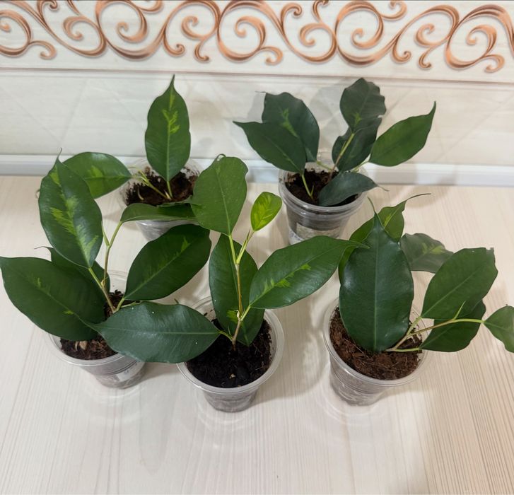 Продам фикусы черенки