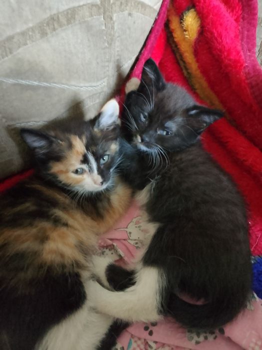 Отдам котят 2 мальчика и девочка