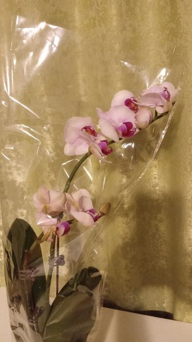 Шикарная орхидея фаленопсис