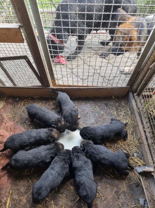 Продается немецкая овчарка