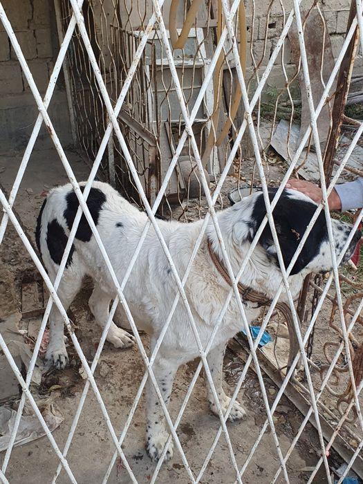 Туркмен алабай 2.5 йошда