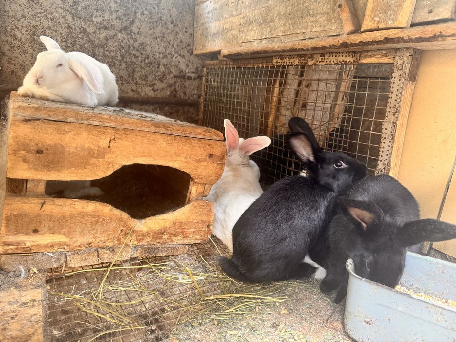 Quyonlar har xil parodiyadagi