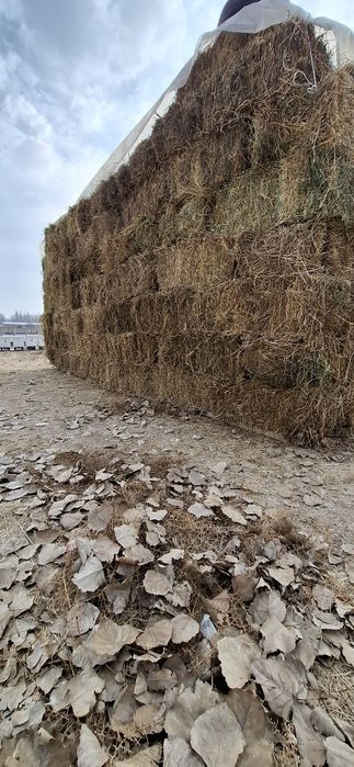 Беда, Хашак прес. Катта ... 35 000 сум.